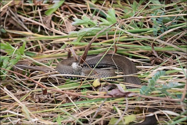 Четверо детей пострадали от укусов змей в Сургуте, один в тяжелом состоянии