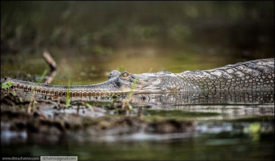 Слон, убивший десятки людей, находится под защитой в Непале &mdash; РИА Новости
